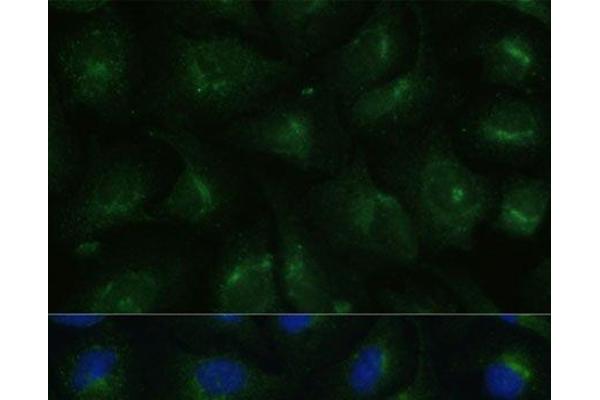 COPG2 antibody