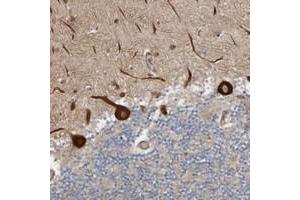 Immunohistochemical staining of human cerebellum with LUZP1 polyclonal antibody  shows strong cytoplasmic positivity in Purkinje cells at 1:50-1:200 dilution.