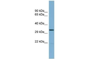 WB Suggested Anti-THG1L Antibody Titration:  0. (THG1L antibody  (Middle Region))