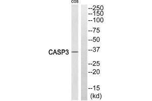 Western Blotting (WB) image for anti-Caspase 3 (CASP3) (Cleaved-Ser29), (N-Term) antibody (ABIN1853496) (Caspase 3 antibody  (Cleaved-Ser29, N-Term))