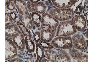 Immunohistochemical staining of paraffin-embedded Human Kidney tissue using anti-LMAN1 mouse monoclonal antibody. (LMAN1 antibody)