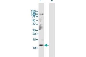 Western Blot analysis of CKS2 expression in transfected 293T cell line by CKS2 MaxPab polyclonal antibody. (CKS2 antibody  (AA 1-79))