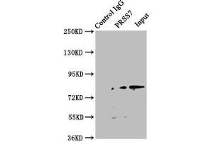 Immunoprecipitating PRSS7 in Jurkat whole cell lysate Lane 1: Rabbit control IgG instead of ABIN7151805 in Jurkat whole cell lysate.