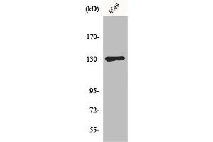 Western Blot analysis of A549 cells using Sin3B Polyclonal Antibody (SIN3B antibody  (Internal Region))