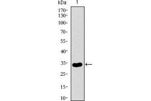 NrCAM Antikörper  (AA 1192-1255)