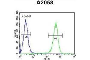 Flow cytometric analysis of A2058 cells using GFPT2 / GFAT2 Antibody (Center) Cat. (GFPT2 antibody  (Middle Region))
