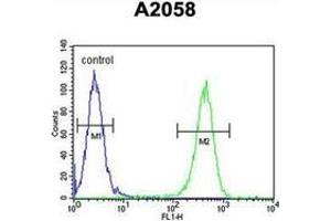 Flow cytometric analysis of A2058 cells using GFPT2 / GFAT2 Antibody (Center) Cat.