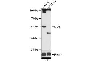 Western blot analysis of extracts from normal (control) and MLKL knockout (KO) HeLa cells, using MLKL antibody (ABIN6130557, ABIN6143881, ABIN6143885 and ABIN6217453) at 1:1000 dilution. (MLKL antibody)