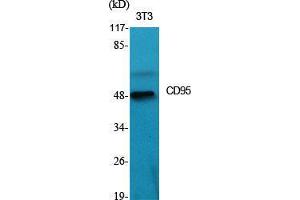 Western Blot (WB) analysis of specific cells using CD95 Polyclonal Antibody. (FAS antibody  (C-Term))