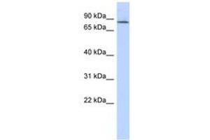 Image no. 1 for anti-Amyloid beta (A4) Precursor Protein-Binding, Family B, Member 2 (APBB2) (AA 251-300) antibody (ABIN6741364) (APBB2 antibody  (AA 251-300))