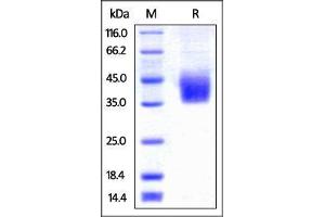 Biotinylated Human PD-L2 (recommended for biopanning) on SDS-PAGE under reducing (R) condition. (PDCD1LG2 Protein (AA 20-219) (His tag,AVI tag,Biotin))