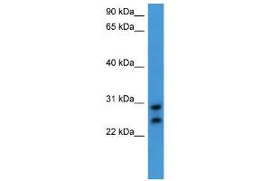 WB Suggested Anti-CEACAM7 Antibody Titration: 0. (CEACAM7 antibody  (C-Term))