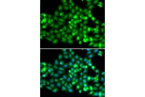 Immunofluorescence analysis of  cells using TRIM69 antibody (ABIN7270998). (TRIM69 antibody  (AA 1-341))