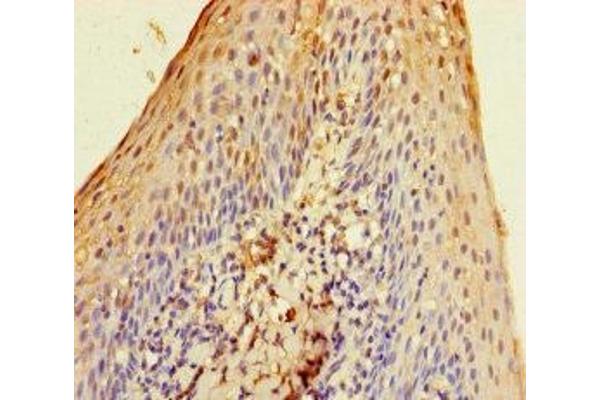 SLURP1 antibody  (AA 23-103)