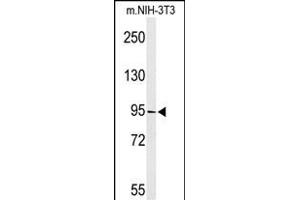 Western blot analysis of TAF3 Antibody (C-term) (ABIN653593 and ABIN2842962) in NIH-3T3 cell line lysates (35 μg/lane). (TAF3 antibody  (C-Term))