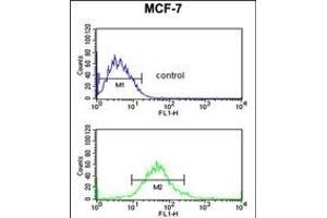 G6PD Antibody (Center) (ABIN651286 and ABIN2840171) flow cytometric analysis of MCF-7 cells (bottom histogram) compared to a negative control cell (top histogram). (Glucose-6-Phosphate Dehydrogenase antibody  (AA 297-326))