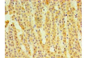 Immunohistochemistry of paraffin-embedded human adrenal gland tissue using ABIN7148610 at dilution of 1:100 (HSD11B1 antibody  (AA 25-292))
