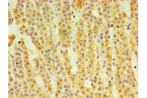 Immunohistochemistry of paraffin-embedded human adrenal gland tissue using ABIN7148610 at dilution of 1:100 (HSD11B1 antibody  (AA 25-292))