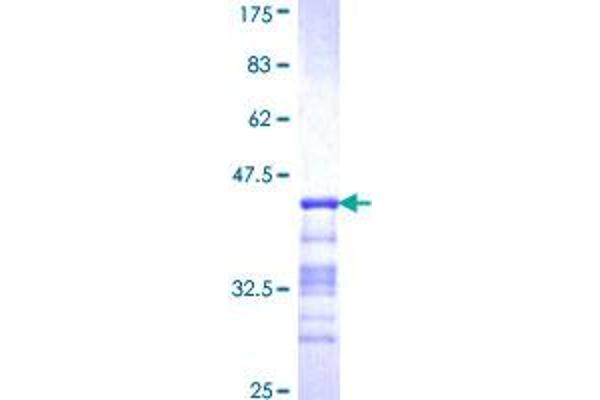 NR2C1 Protein (AA 17-124) (GST tag)