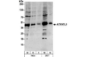 anti-Ataxin 7-Like 3 (ATXN7L3) (AA 297-347) antibody