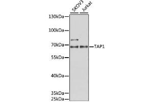 Western blot analysis of extracts of various cell lines, using TAP1 antibody (ABIN1882340) at 1:1000 dilution. (TAP1 antibody)
