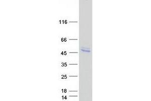 Western Blotting (WB) image for Heparan Sulfate (Glucosamine) 3-O-Sulfotransferase 1 (HS3ST1) protein (Myc-DYKDDDDK Tag) (ABIN2723062)