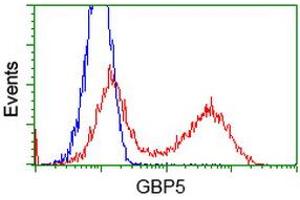 HEK293T cells transfected with either RC206627 overexpress plasmid (Red) or empty vector control plasmid (Blue) were immunostained by anti-GBP5 antibody (ABIN2454092), and then analyzed by flow cytometry. (GBP5 antibody)