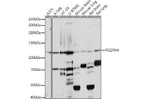 Western blot analysis of extracts of various cell lines, using PDZRN4 antibody (ABIN7269200) at 1:1000 dilution. (PDZRN4 antibody  (AA 220-450))
