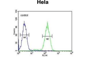 BCKDHB Antibody (N-term) flow cytometric analysis of Hela cells (right histogram) compared to a negative control cell (left histogram).