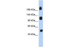 WB Suggested Anti-C2orf55 Antibody Titration: 0. (C2orf55 antibody  (Middle Region))