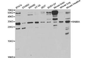 Western blot analysis of extracts of various cell lines, using RAB6A antibody (ABIN5973269) at 1/1000 dilution. (RAB6A antibody)