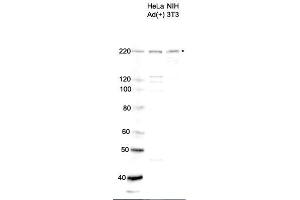 SMARCA4 antibody  (C-Term)