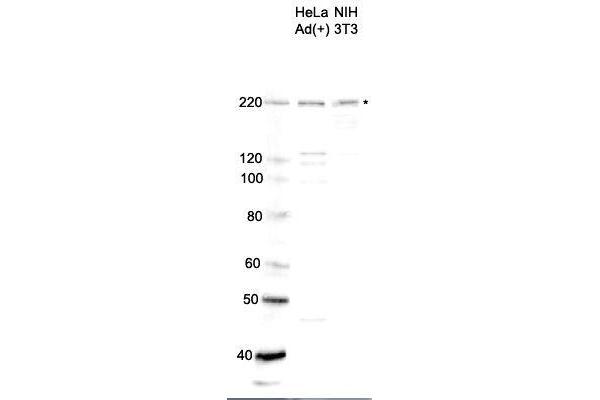 SMARCA4 antibody  (C-Term)