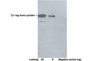Western blot analysis of Ty1-tag fusion protein using Rabbit Anti-Ty1-tag Polyclonal Antibody (ABIN398650) Secondary antibody: Goat Anti-Rabbit IgG (H&L) [HRP] Polyclonal Antibody (ABIN398323) The signal was developed with LumiSensorTM HRP Substrate Kit (ABIN769939) (Ty1 Tag antibody)
