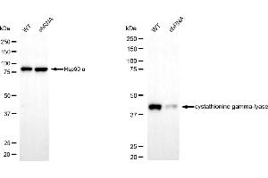 Western blotting analysis using cystathionine gamma-lyase antibody (ABIN7798231). (CTH antibody)