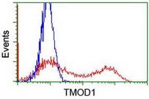 Flow Cytometry (FACS) image for anti-Tropomodulin 1 (TMOD1) antibody (ABIN1501526) (Tropomodulin 1 antibody)