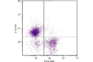 C57BL/6 mouse splenocytes were stained with Mouse Anti-Mouse CD19-PE. (CD19 antibody  (PE))