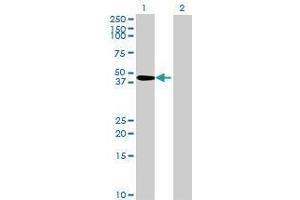 Lane 1: MED29 transfected lysate ( 23.