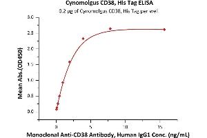 Immobilized Cynomolgus CD38, His Tag (ABIN5954966,ABIN6253545) at 2 μg/mL (100 μL/well) can bind Monoclonal A Antibody, Human IgG1 with a linear range of 0. (CD38 Protein (AA 44-301) (His tag))