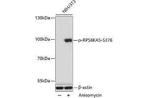 Western blot analysis of extracts of NIH/3T3 cells, using Phospho-RPS6K-S376 antibody (ABIN7270039) at 1:2000 dilution. (MSK1 antibody  (pSer376))