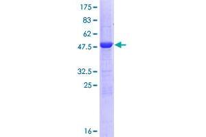 METTL11A Protein (AA 1-223) (GST tag)