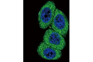 Confocal immunofluorescent analysis of CYP4B1 Antibody (Center) (ABIN652592 and ABIN2842397) with Hela cell followed by Alexa Fluor 488-conjugated goat anti-rabbit lgG (green). (CYP4B1 antibody  (AA 331-362))