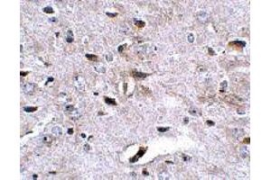 Immunohistochemistry of LRFN3 in mouse brain tissue with LRFN3 polyclonal antibody  at 2.