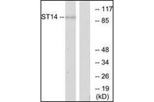 Western blot analysis of extracts from A549 cells, using ST14 Antibody. (ST14 antibody  (N-Term))