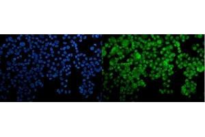 IF analysis of HOXC10 using anti-HOXC10 antibody (ABIN7599157).