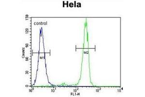 Flow cytometric analysis of Hela cells using MED7 Antibody (Center) Cat. (MED7 antibody  (Middle Region))