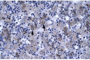 Human Liver; DBP antibody - N-terminal region in Human Liver cells using Immunohistochemistry (DBP antibody  (N-Term))