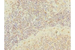 Immunohistochemistry of paraffin-embedded human tonsil tissue using ABIN7168636 at dilution of 1:100 (SCRG1 antibody  (AA 21-98))