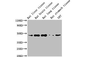 Western Blot Positive WB detected in: Rat liver tissue, Rat brain tissue, Rat lung tissue, Rat stomach tissue, U87 whole cell lysate All lanes: ACTB antibody at 1:5000 Secondary Goat polyclonal to mouse IgG at 1/50000 dilution Predicted band size: 42 KDa Observed band size: 42 KDa Exposure time: 5 min