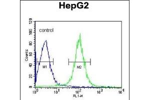 TRSS2 Antibody (Center) (ABIN391564 and ABIN2841503) flow cytometric analysis of HepG2 cells (right histogram) coared to a negative control cell (left histogram).